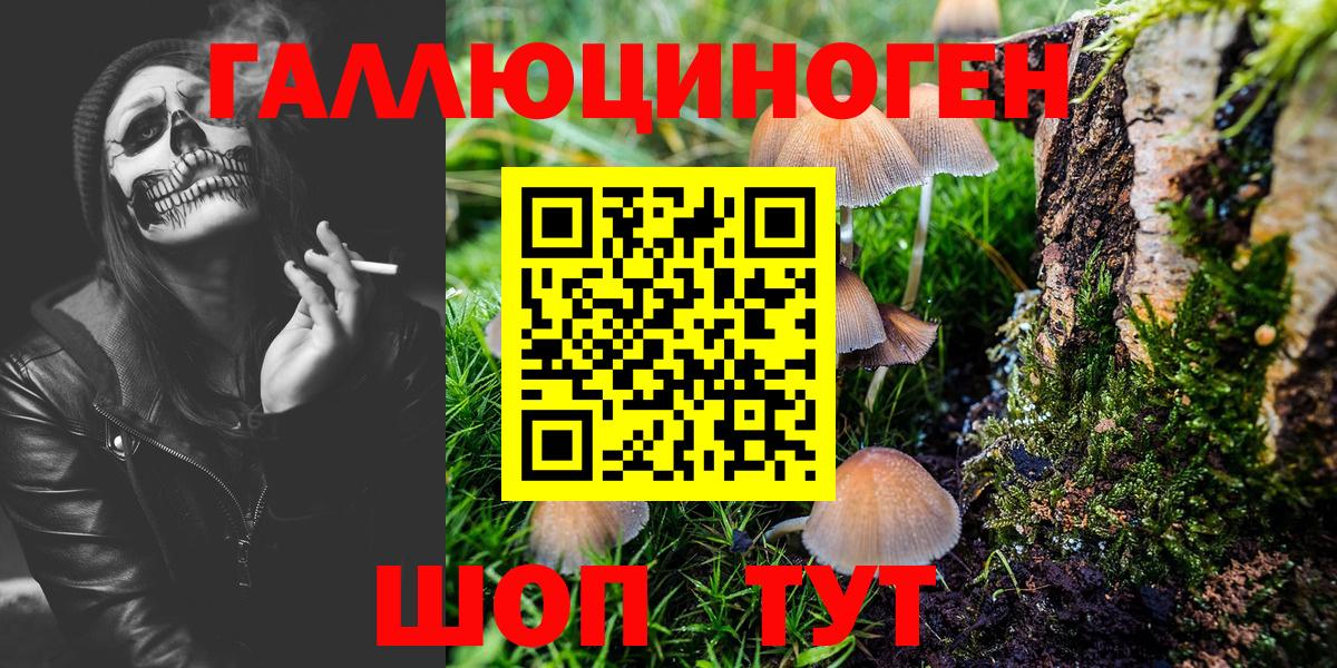 Псилоцибиновые грибы Psilocybe Кемерово